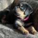 AKC Rottweiler Puppy Ready For Her New Home